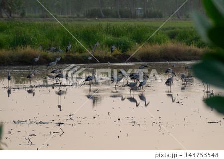 Asian openbill storks stand walk through shallow muddy water beside green fields long legs bills reflected below while soft foliage frames quiet wetland gathering daylight Asian openbill storks stand walk through shallow muddy water beside green fields long legs bills reflected below while soft foliage frames quiet wetland gathering daylight 143753548