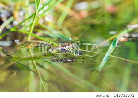水面のアメンボと水鏡 水面のアメンボと水鏡 143753672