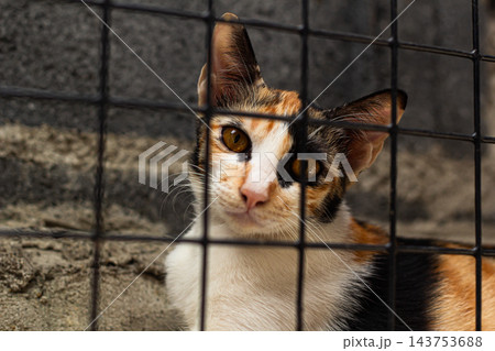 A female cat looking on the net fence A female cat looking on the net fence 143753688