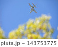 蒼空と飛行機　 143753775
