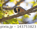 ヤマガラ　木の実を咥えたヤマガラ  山雀 143753823