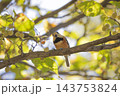 ヤマガラ　木の実を咥えたヤマガラ  山雀 143753824