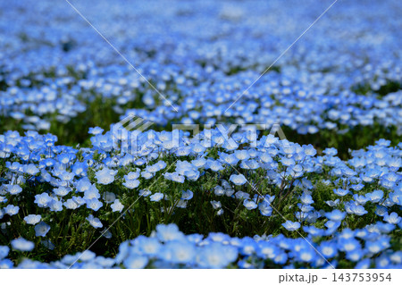 一面が青色の綺麗なネモフィラの花畑 一面が青色の綺麗なネモフィラの花畑 143753954
