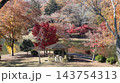 紅葉した木々が美しい秋の公園　笠間市　北山公園 143754313