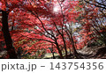 真っ赤な紅葉　笠間市　北山公園 143754356