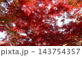 真っ赤な紅葉　笠間市　北山公園 143754357
