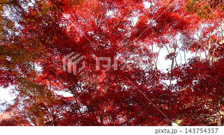 真っ赤な紅葉 笠間市 北山公園 真っ赤な紅葉 笠間市 北山公園 143754357