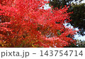 真っ赤な紅葉　茨城町　福性寺 143754714