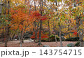 紅葉したモミジ　涸沼自然公園 143754715