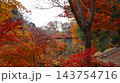 紅葉したモミジと赤い橋　涸沼自然公園 143754716