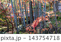 竹林と紅葉　桐生市　宝徳寺 143754718