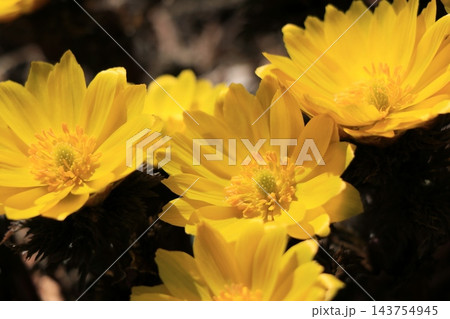 フクジュソウの花 フクジュソウの花 143754945