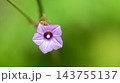 A hairy caterpillar feeding on purple flower petals against a soft bokeh background with copy space. Caterpillar Macro wildlife photograph series 13. 143755137