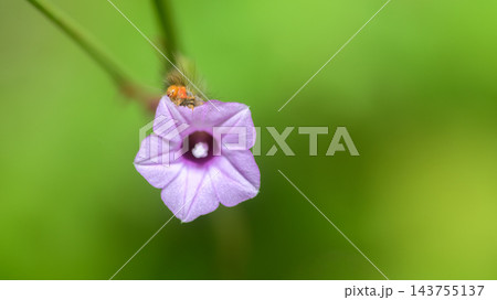 A hairy caterpillar feeding on purple flower petals against a soft bokeh background with copy space. Caterpillar Macro wildlife photograph series 13. 143755137