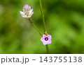A hairy caterpillar feeding on purple flower petals against a soft background with copy space. Caterpillar Macro wildlife photograph series 14. 143755138