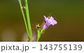 A hairy caterpillar feeding on purple flower petals against a soft natural background with copy space. Caterpillar Macro wildlife photograph series 17. 143755139
