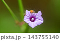 A hairy caterpillar feeding on purple flower petals against a soft bokeh background with copy space. Caterpillar Macro wildlife photograph series 15. 143755140