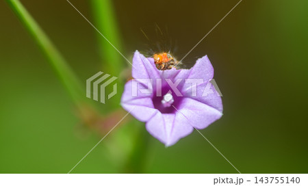 A hairy caterpillar feeding on purple flower petals against a soft bokeh background with copy space. Caterpillar Macro wildlife photograph series 15. 143755140