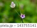 A hairy caterpillar feeding on purple flower petals against a soft background with copy space. Caterpillar Macro wildlife photograph series 16. 143755141