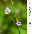 A hairy caterpillar feeding on purple flower petals against a soft background with copy space. Caterpillar Macro wildlife photograph series 18. 143755142