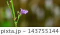 A hairy caterpillar feeding on purple flower petals against a soft bokeh background with copy space. Caterpillar Macro wildlife photograph series 20. 143755144
