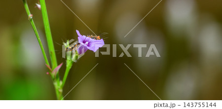 A hairy caterpillar feeding on purple flower petals against a soft bokeh background with copy space. Caterpillar Macro wildlife photograph series 20. A hairy caterpillar feeding on purple flower petals against a soft bokeh background with copy space. Caterpillar Macro wildlife photograph series 20. 143755144