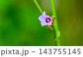 A hairy caterpillar feeding on purple flower petals against a soft green background with copy space. Caterpillar Macro wildlife photograph series 21. 143755145
