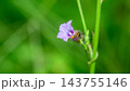 A hairy caterpillar feeding on purple flower petals against a soft natural background with copy space. Caterpillar Macro wildlife photograph series 22. 143755146