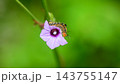 A hairy caterpillar feeding on purple flower petals against a soft bokeh background with copy space. Caterpillar Macro wildlife photograph series 23. 143755147