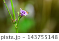 A hairy caterpillar feeding on purple flower petals against a soft bokeh background with copy space. Caterpillar Macro wildlife photograph series 24. 143755148
