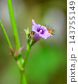 A hairy caterpillar feeding on purple flower petals against a soft bokeh background with copy space. Caterpillar Macro wildlife photograph series 25. 143755149