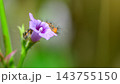 A hairy caterpillar feeding on purple flower petals against a soft bokeh background with copy space. Caterpillar Macro wildlife photograph series 26. 143755150