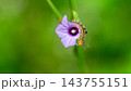 Close-up macro photograph of a colorful hairy caterpillar feeding on the petals of a purple flower. Caterpillar Macro wildlife photograph series 27. 143755151