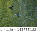 水鳥カイツブリ 143755182