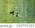 水鳥カイツブリ 143755183