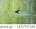 水鳥カイツブリ 143755184