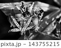ホトトギス開花 143755215