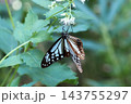 旅する蝶 アサギマダラの吸蜜 143755297