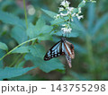 旅する蝶 アサギマダラの吸蜜 143755298