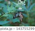 旅する蝶 アサギマダラの吸蜜 143755299