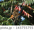ウルシ科ハゼノキ　紅葉と果実 143755755