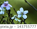 四季桜開花 143755777