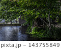 満々と流れる湧水桜川の風景 143755849