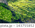 清流の水面に映る緑 143755852