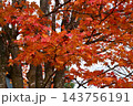 標茶中学校の並木道の紅葉 143756191