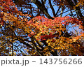秋の鳥沼公園 143756266