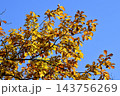 秋の鳥沼公園 143756269