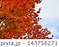 拓真館の紅葉 143756271