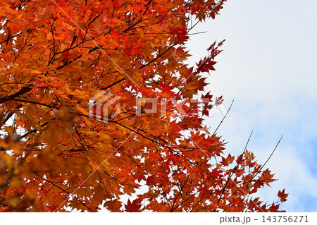 拓真館の紅葉 拓真館の紅葉 143756271