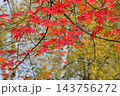拓真館の紅葉 143756272